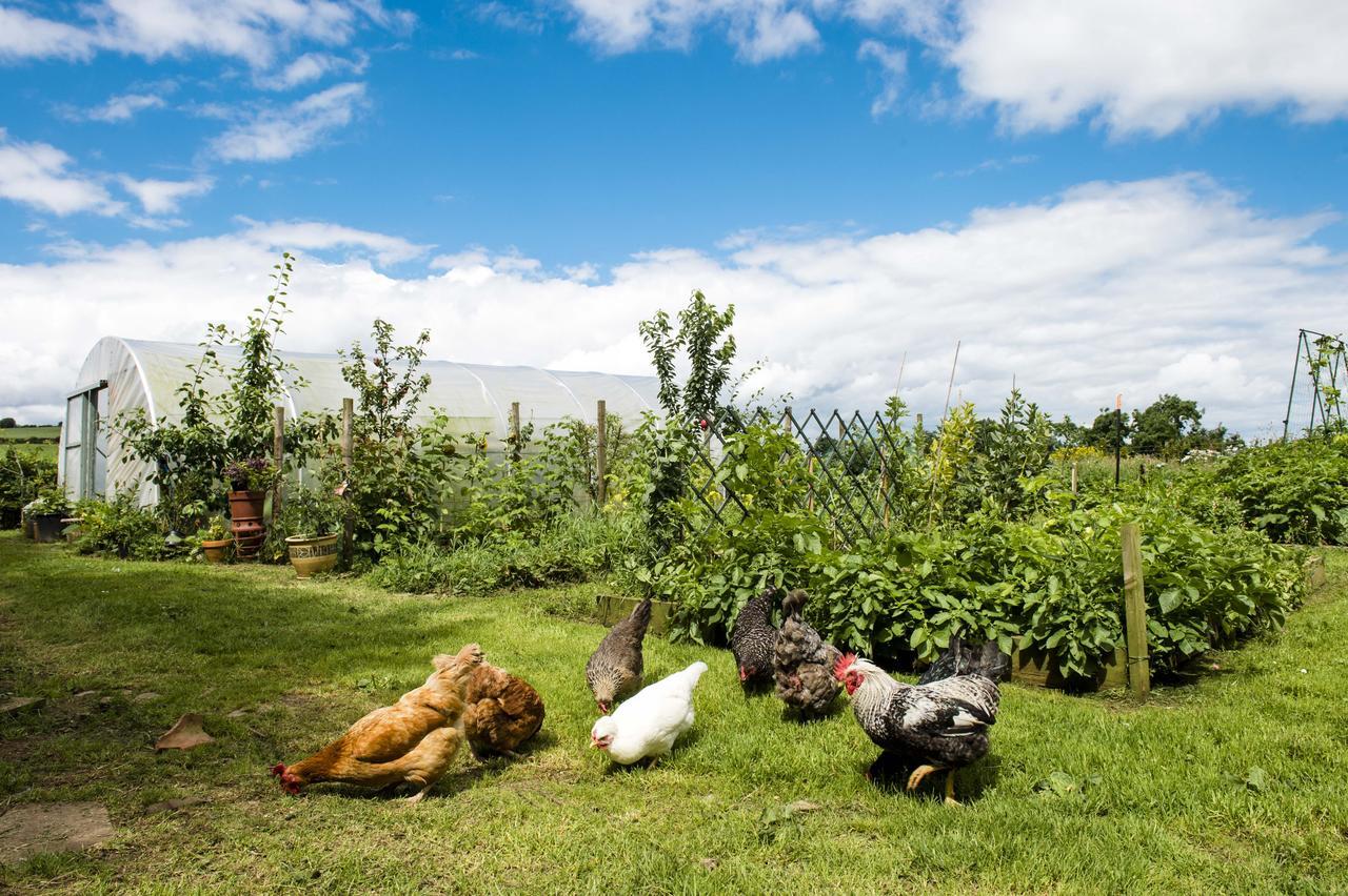 Bed and Breakfast Peartree Hill Dundonald  Exteriér fotografie